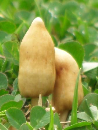 Microcosmos