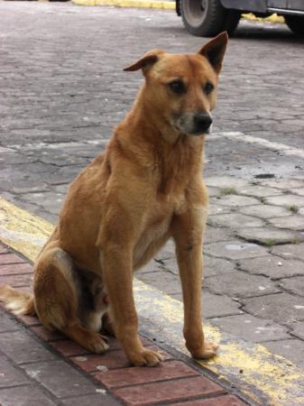 Chien à la patte tordue, Lloa