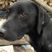 Chien noir, Reino de Quito