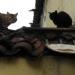 Chats, Lloa