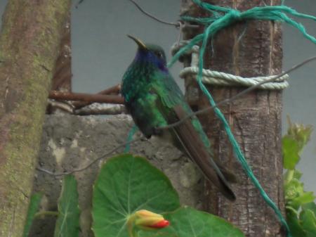 Colibri