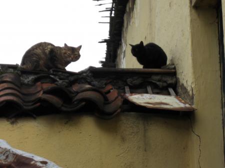 Chats, Lloa