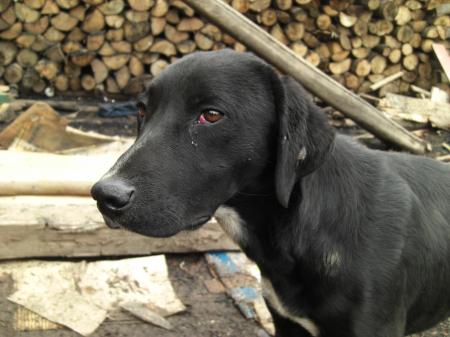 Chien noir, Reino de Quito